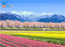 Tour Nhật Bản Thiết Kế Đặc Biệt 2026: Bộ Tứ Mùa Xuân